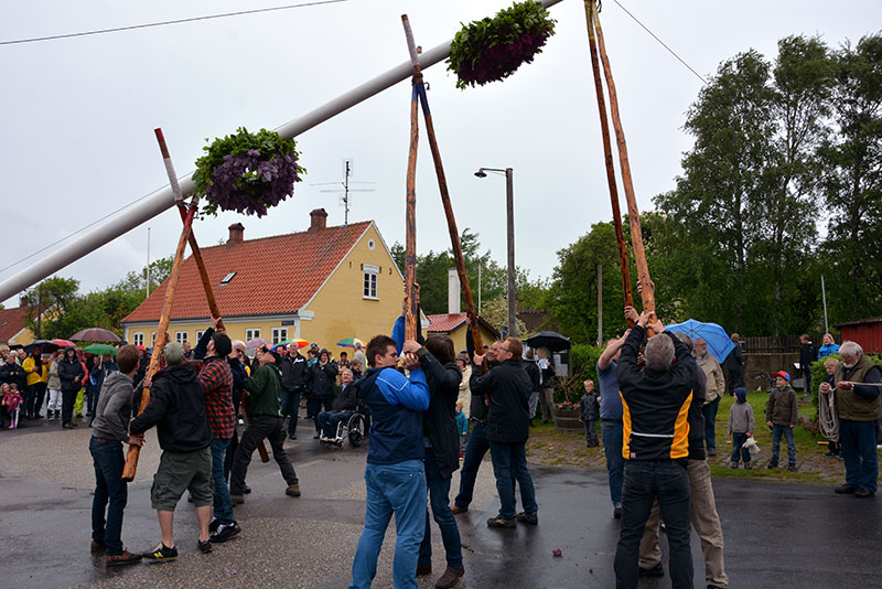 Majtræet rejses